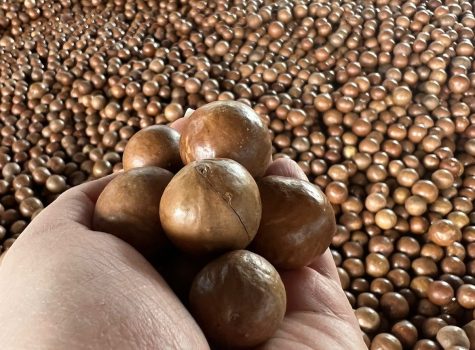 Macadamia